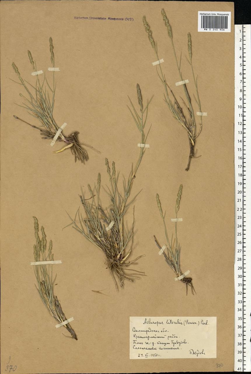 Пилаелла Прибрежная