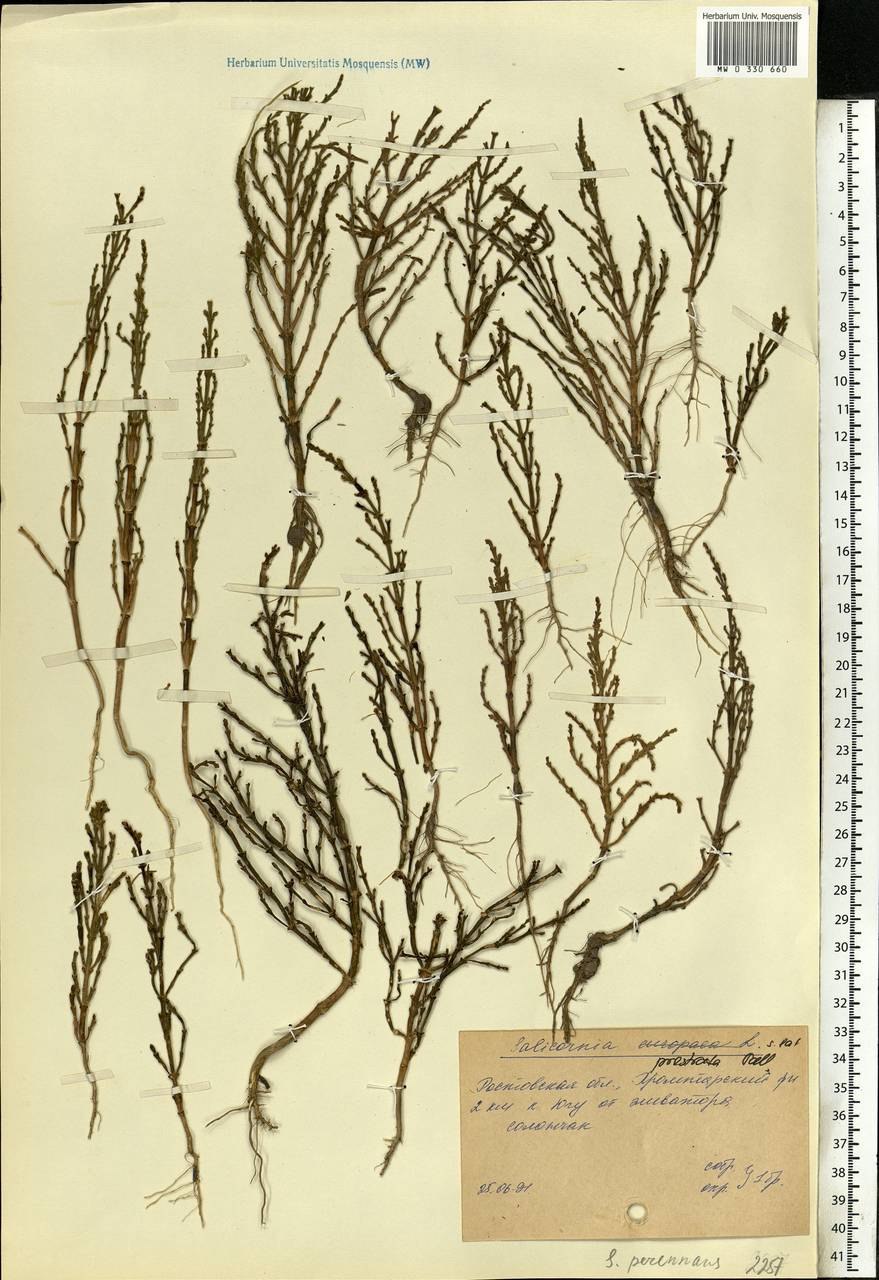Свинорой пальчатый