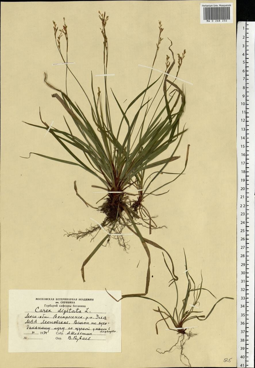 Солерос солончаковый гербарий