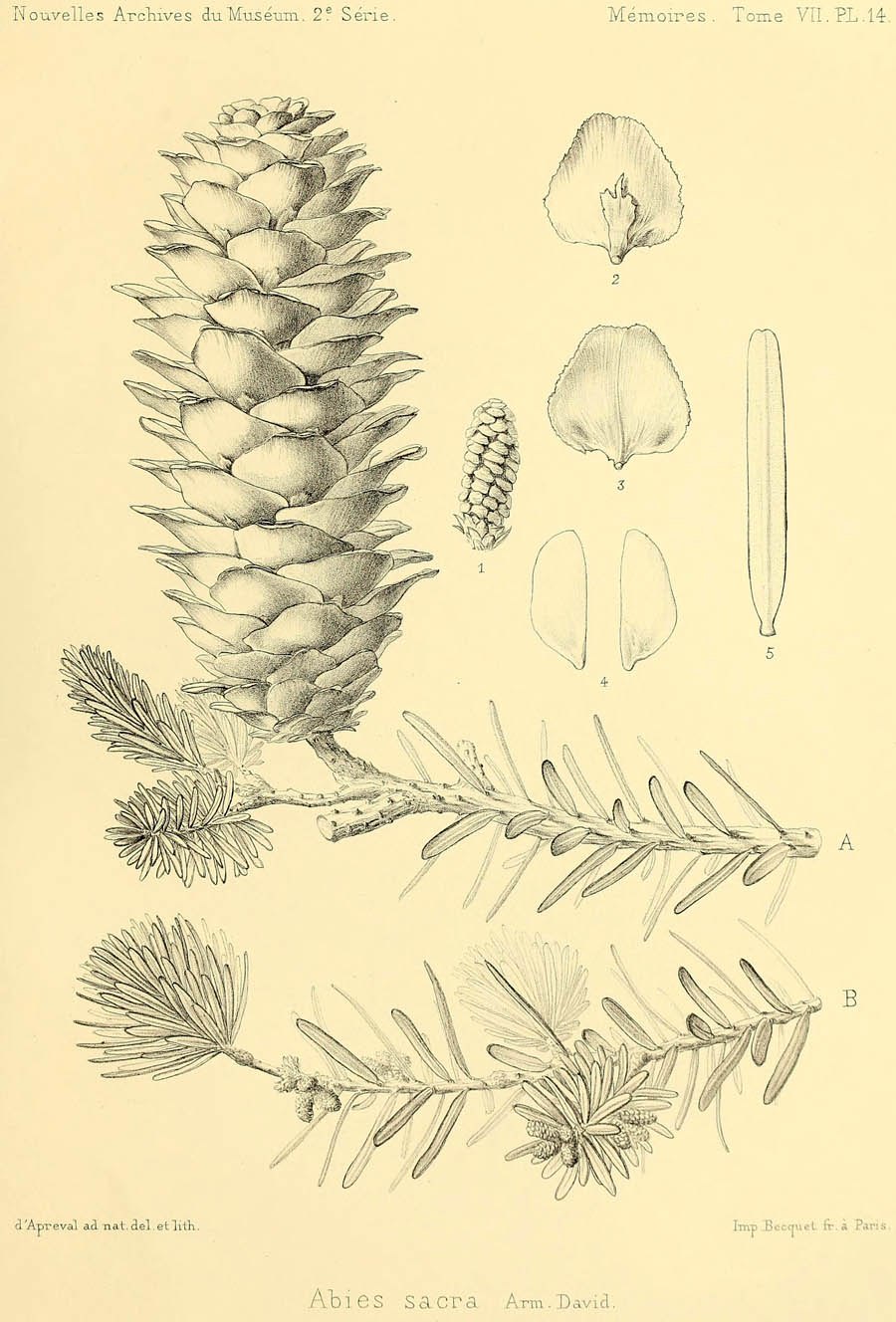 Семена ливанского кедра