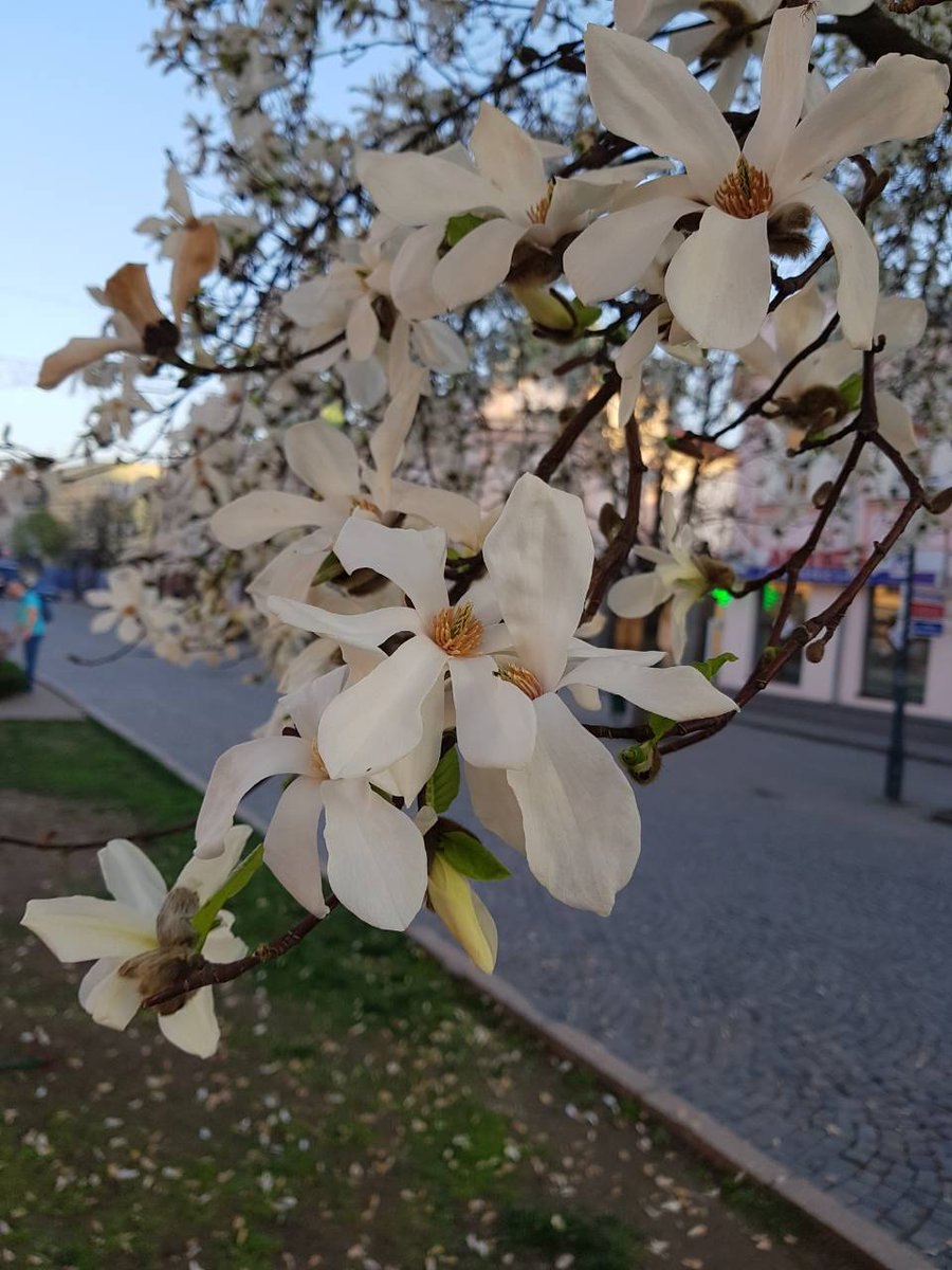 Магнолия Форест Пинк