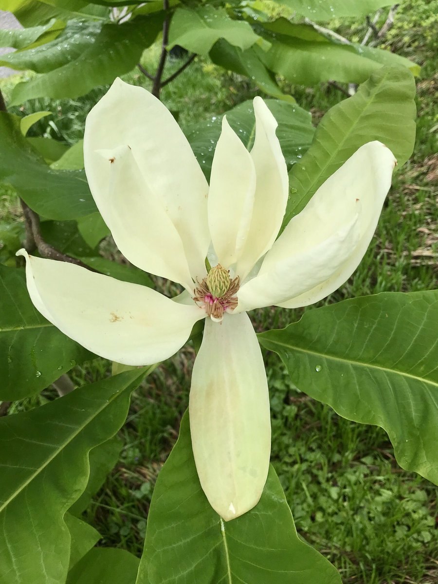 Магнолия обратнояйцевидная дерево