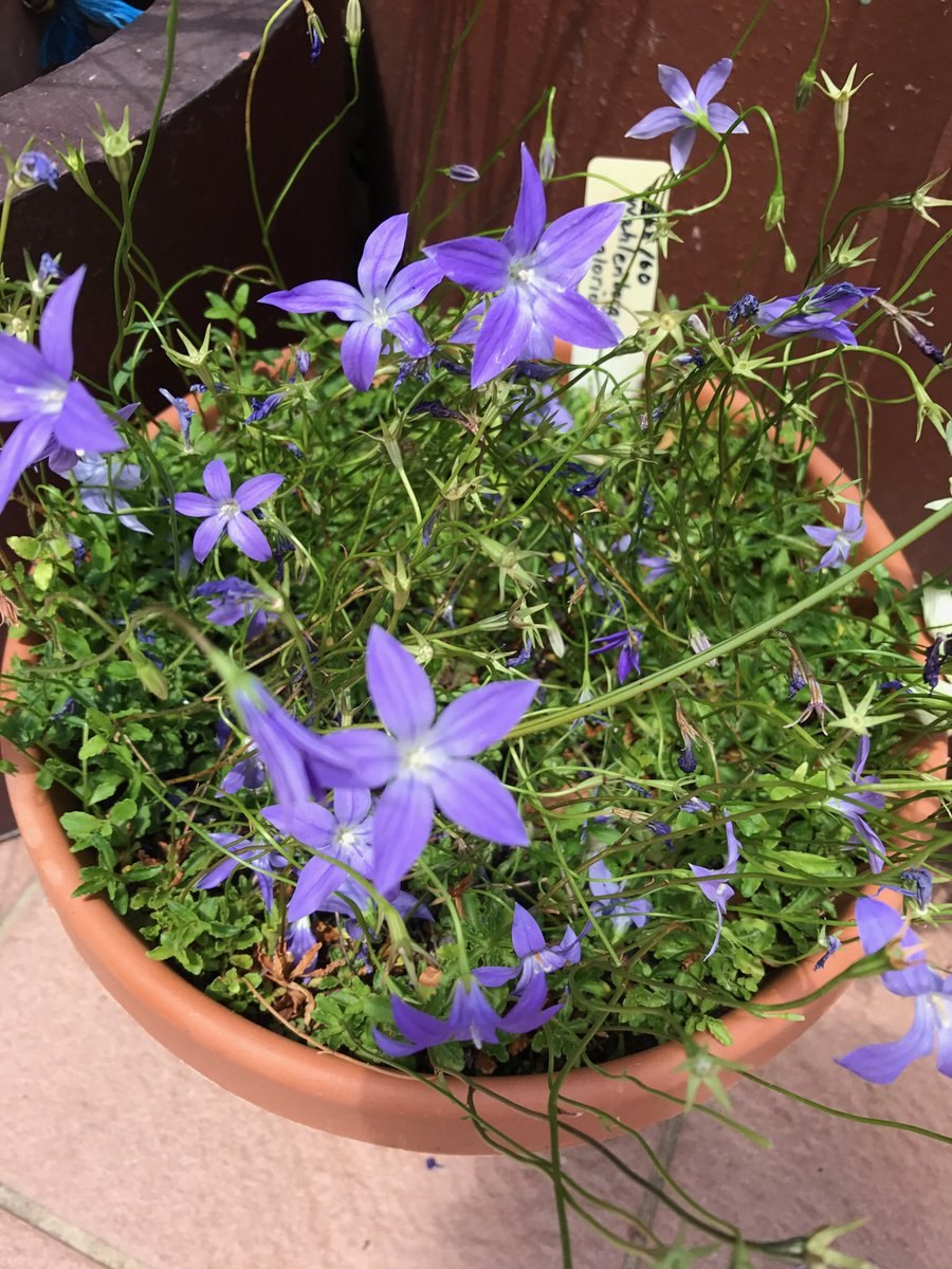 Wahlenbergia mauritiana