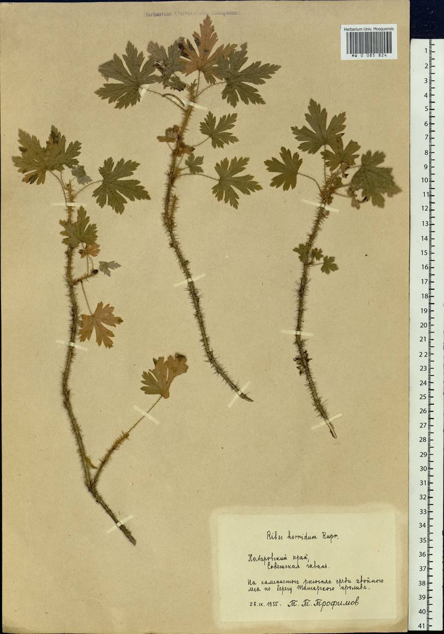 Каменная смородина фото