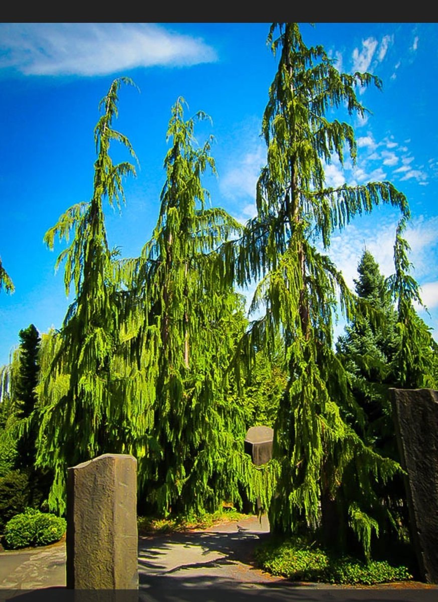 Кипарис нутканский Глаука