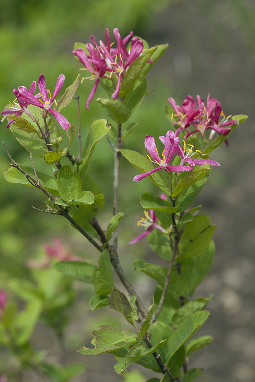 Lonicera korolkowii