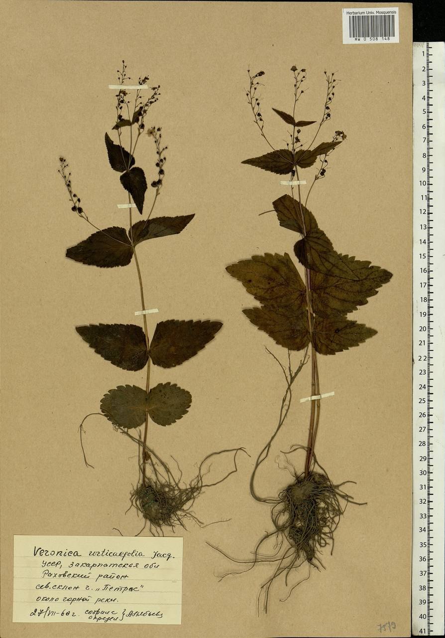 Растение Вероника крапиволистная