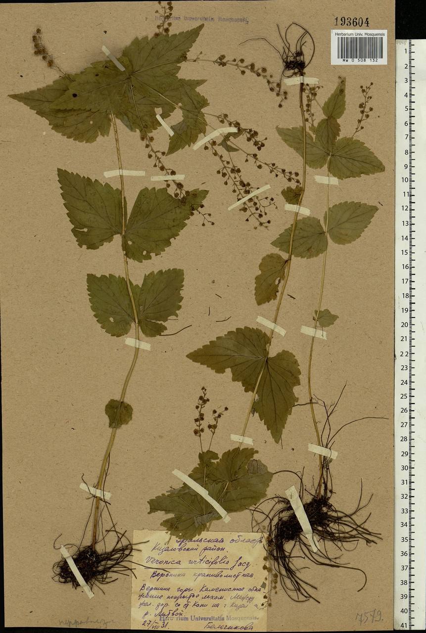Вероника крапиволистная в Кировской области