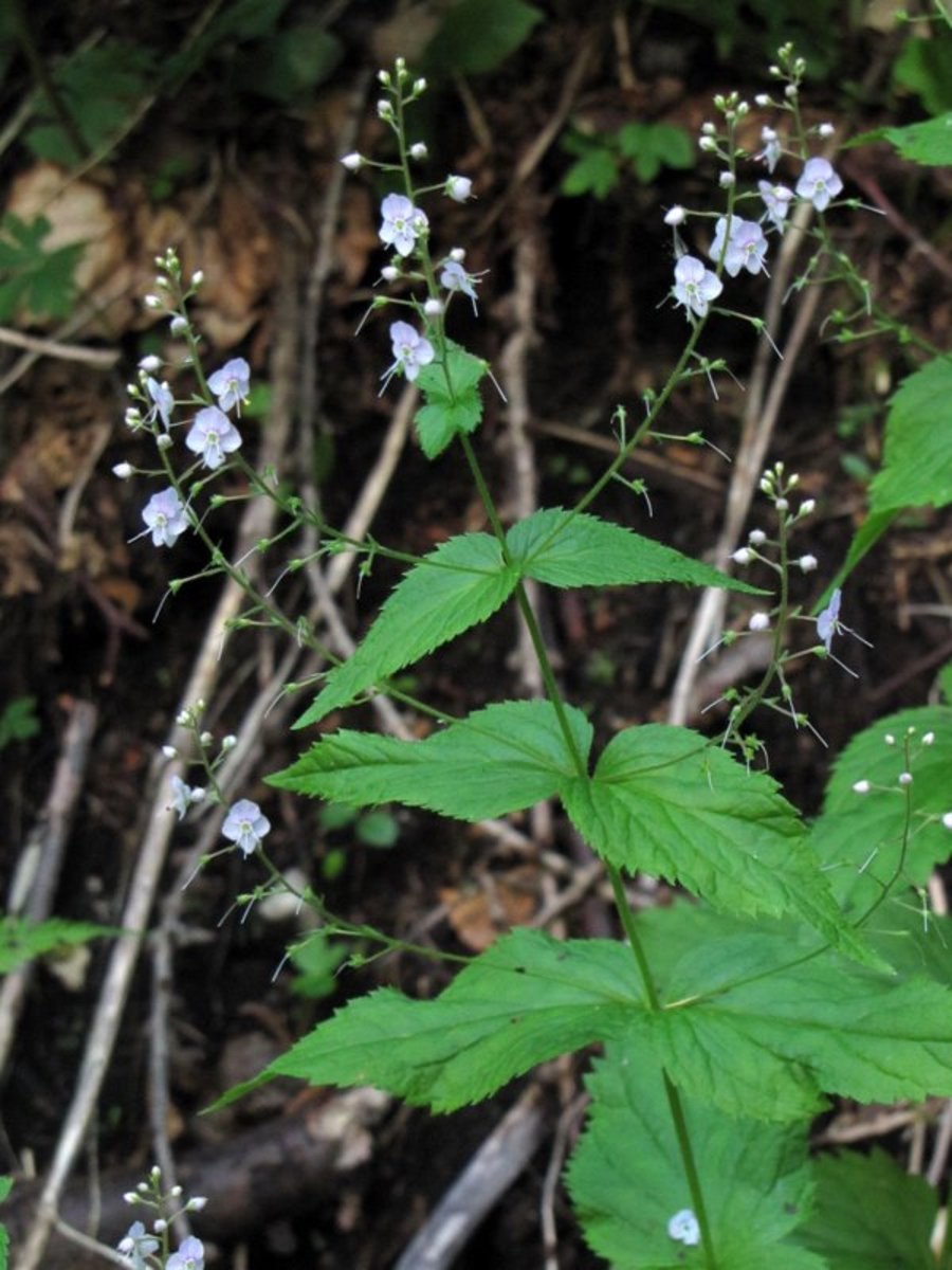 Веронику крипиволистную