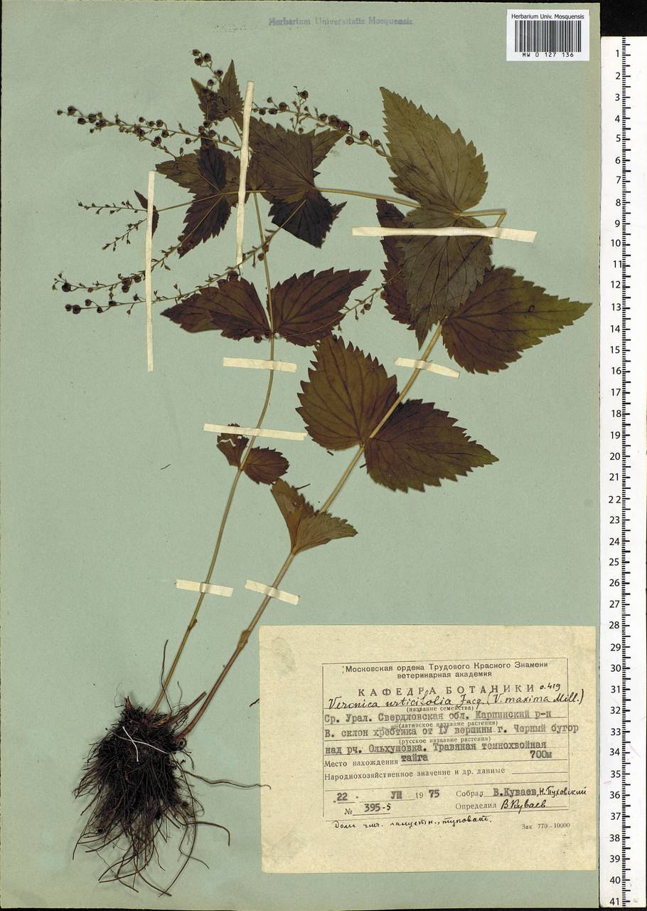 Вероника крапиволистная место обитания