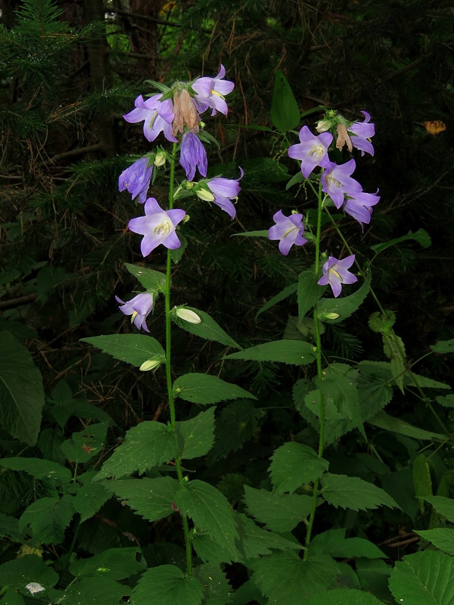 Колокольчик крапиволистный белый