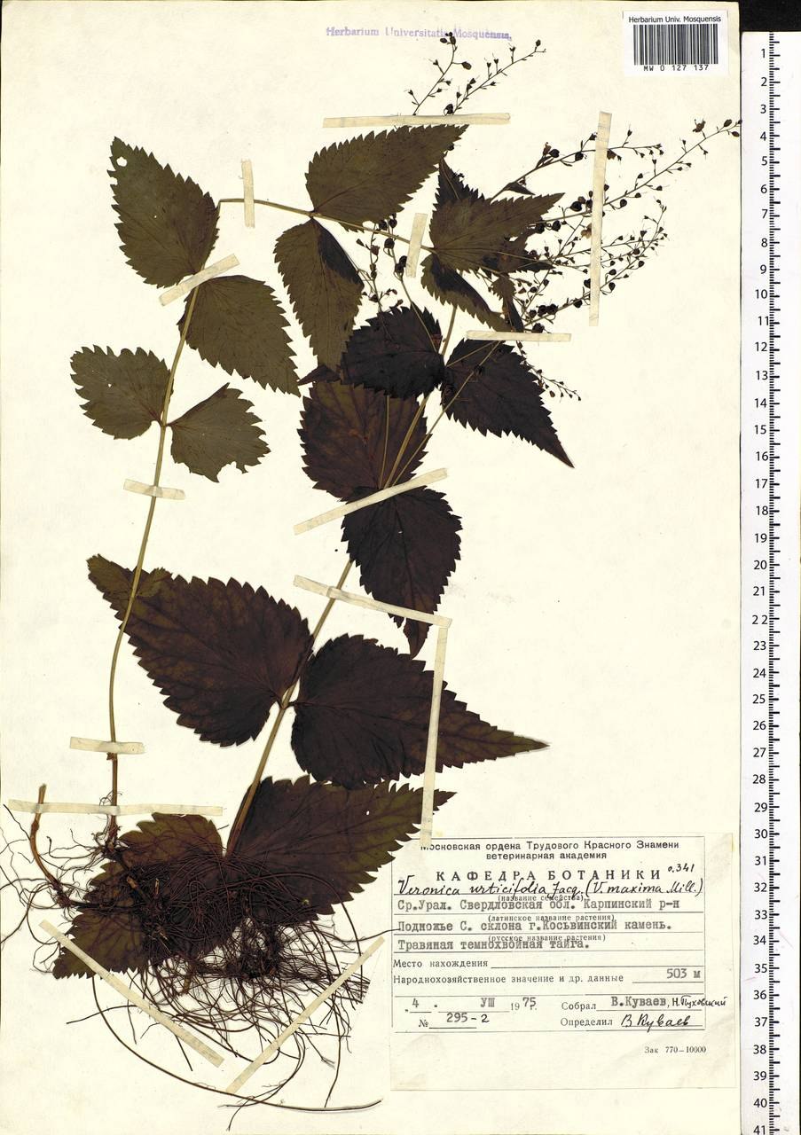 Колокольчик крапиволистный всходы