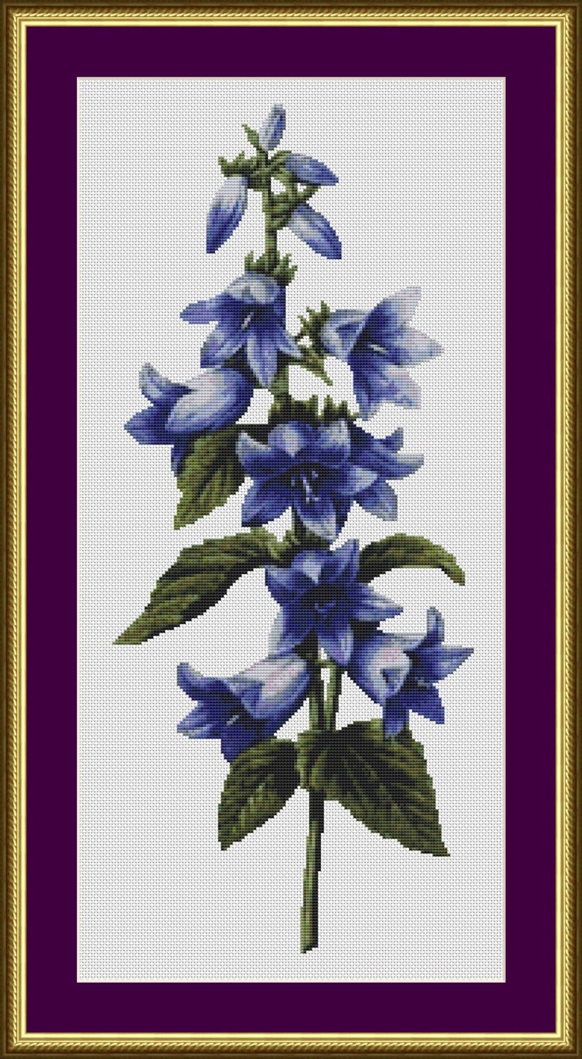 Вероника колосистая Rotfuchs