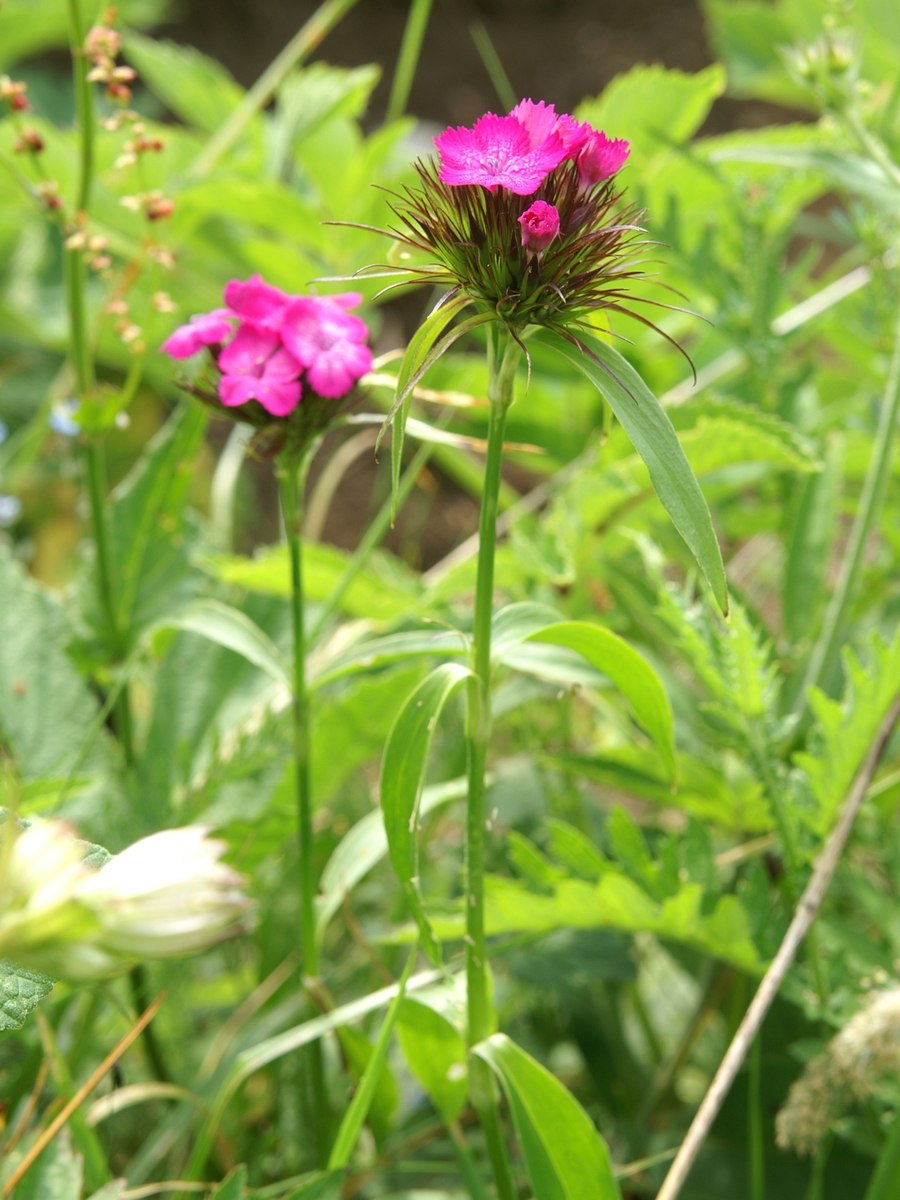 Сапонария в букете