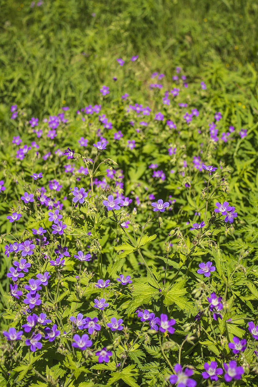 Герань журавельник
