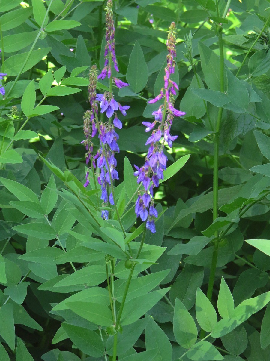 Козлятник Галега