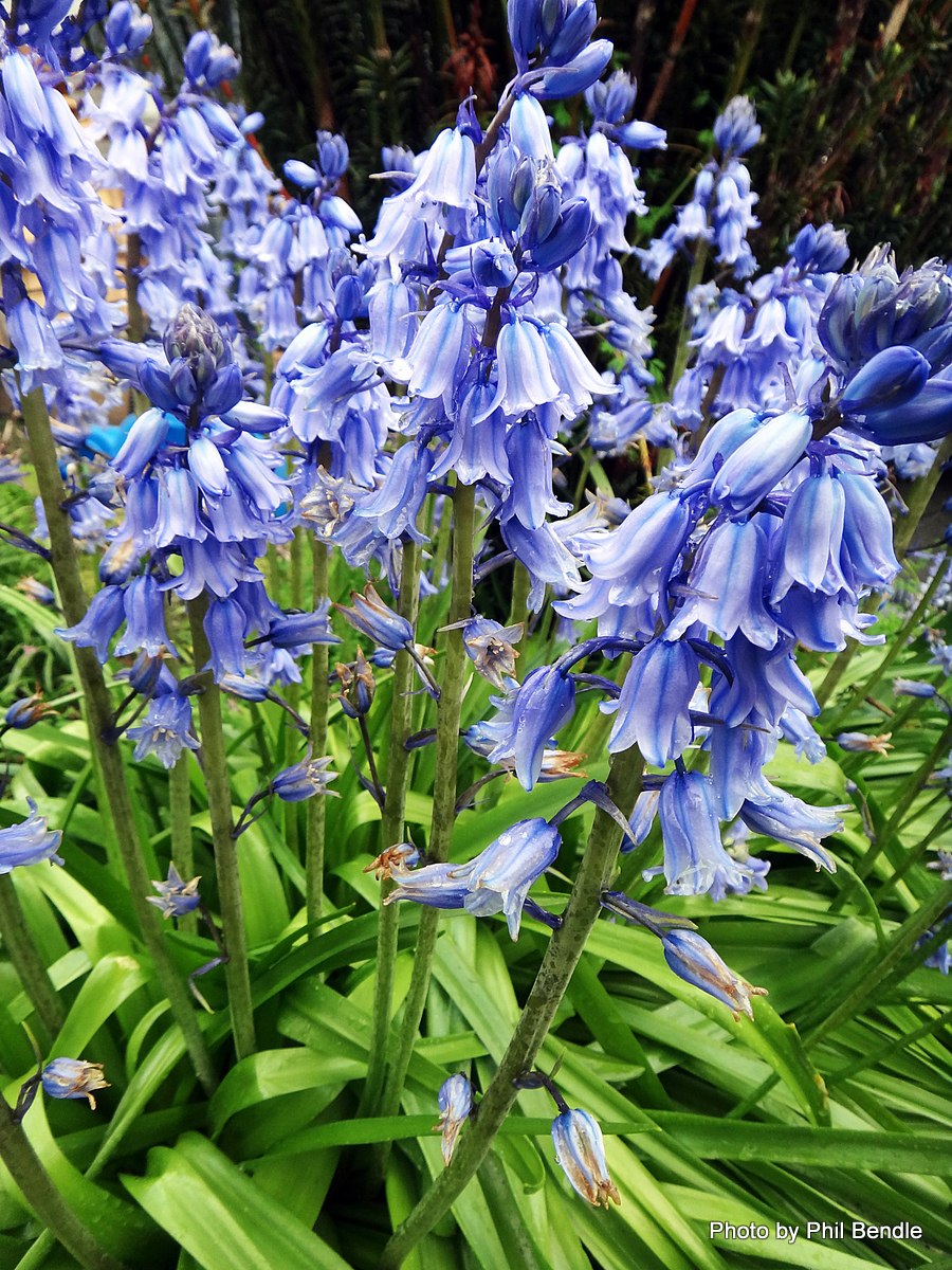 Гиацинтоидес испанский ( hyacinthoides hispanica ) Alba