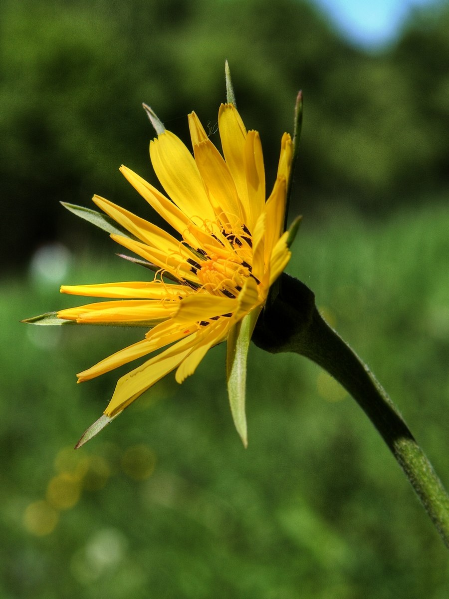 Козлобородник как выглядит пушистый шар