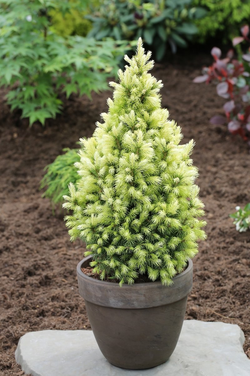 Ель канадская Дейзи Вайт (Picea glauca Daisy's White)