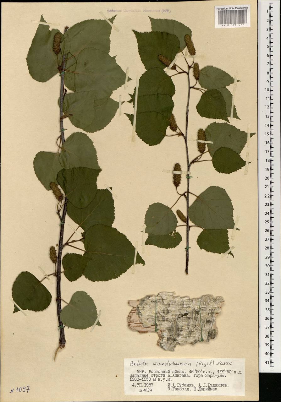 Береза маньчжурская Betula mandshurica