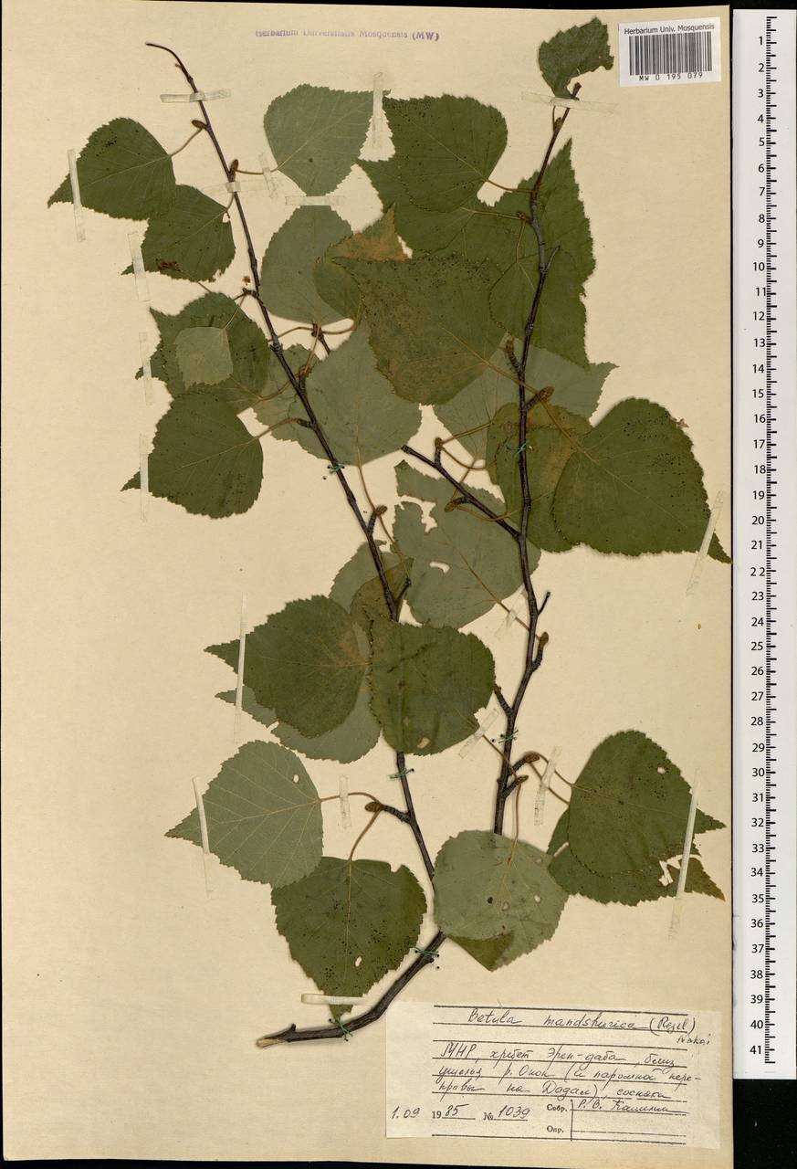 Береза с апельсинами