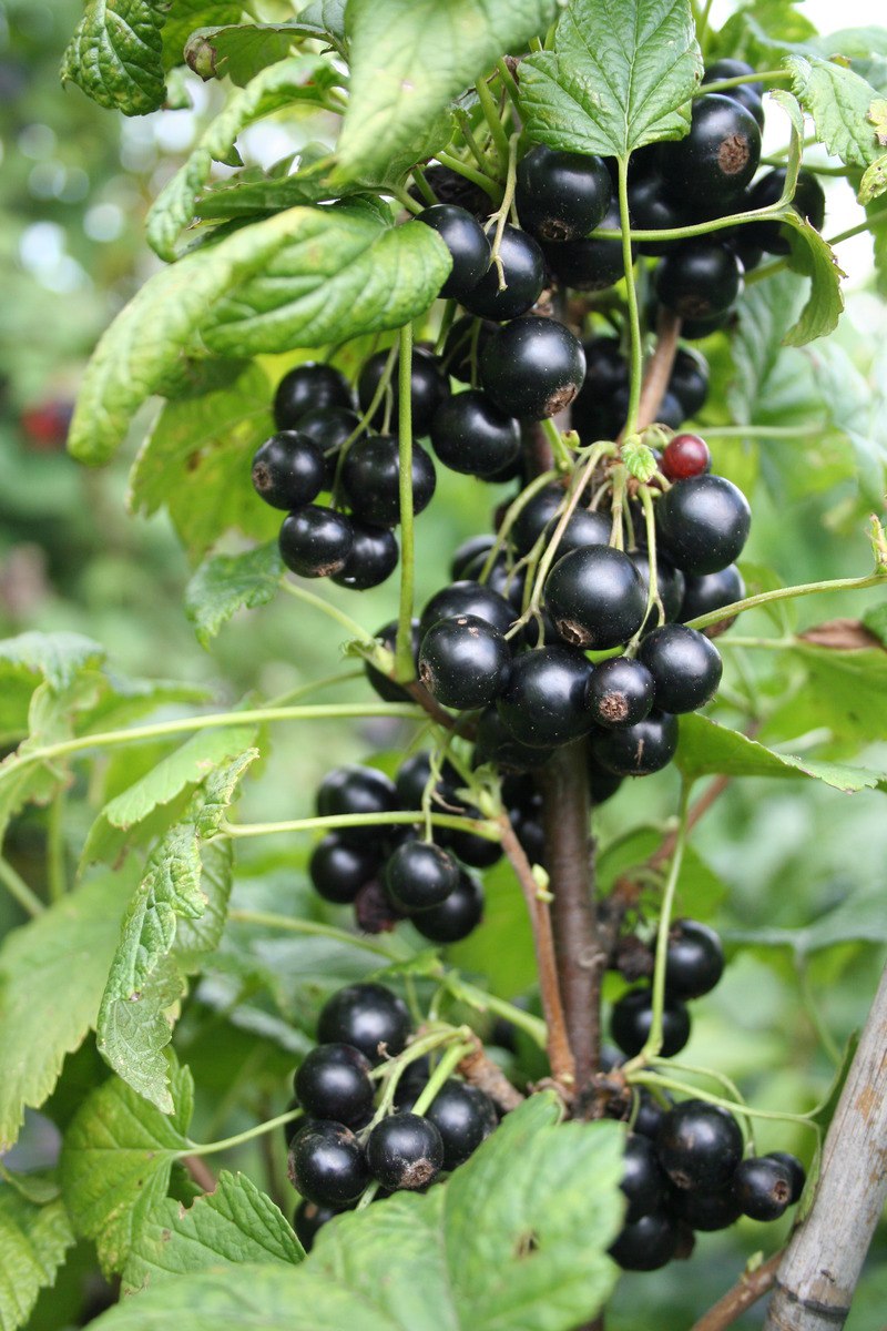 Лесная черная смородина