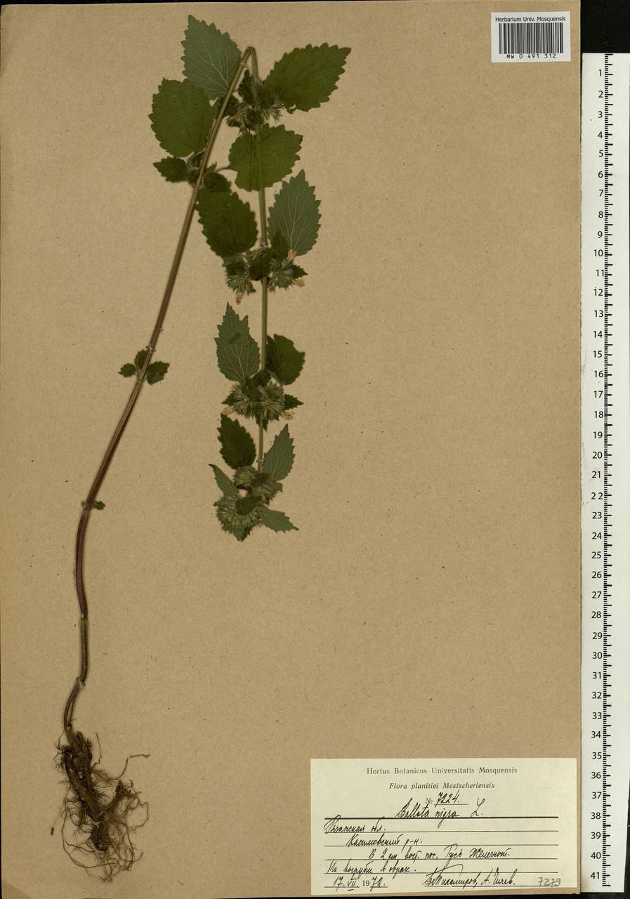 Белокудренник чёрный