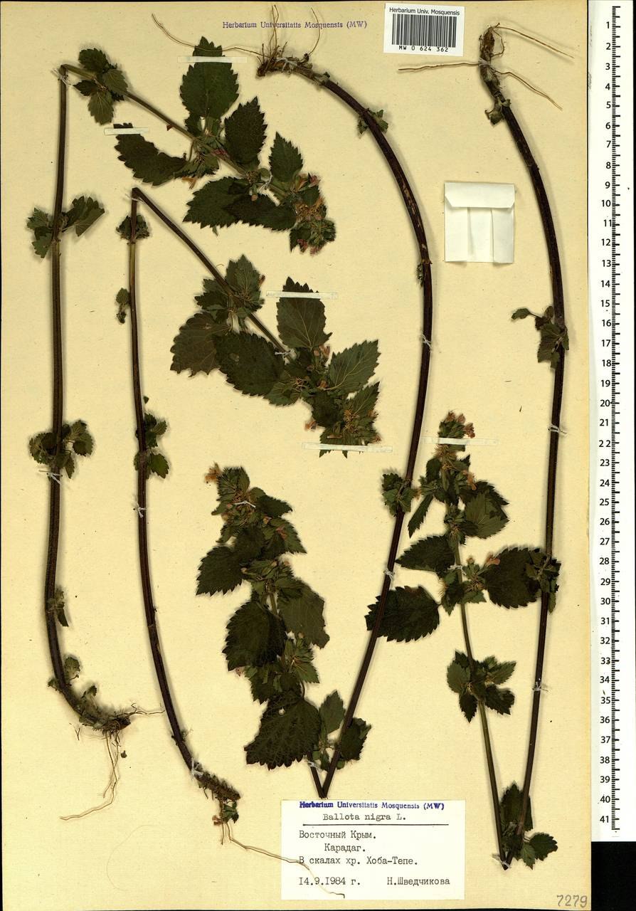 Белокудренник черный яснотка