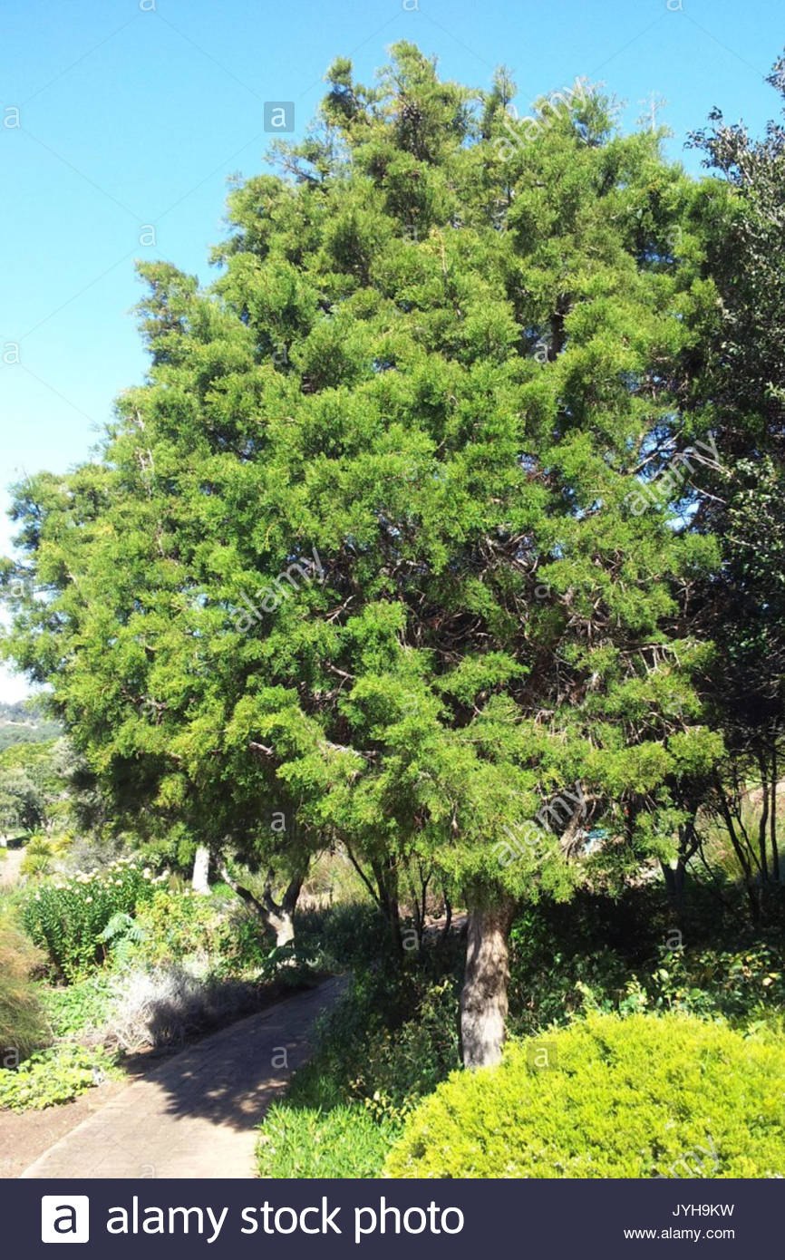 Phylica (Филика)