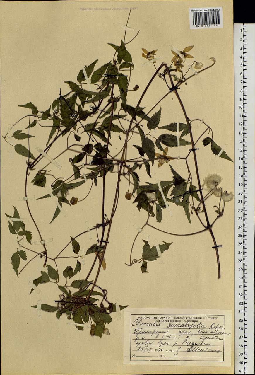 Summer Snow  саммер Сноу 80