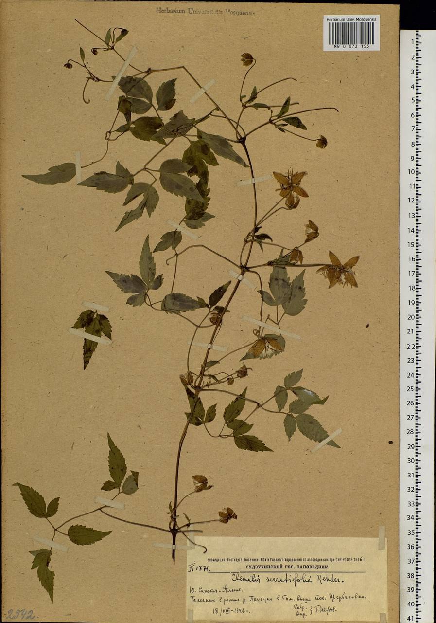 Clematis orientalis – Ломонос Восточный.