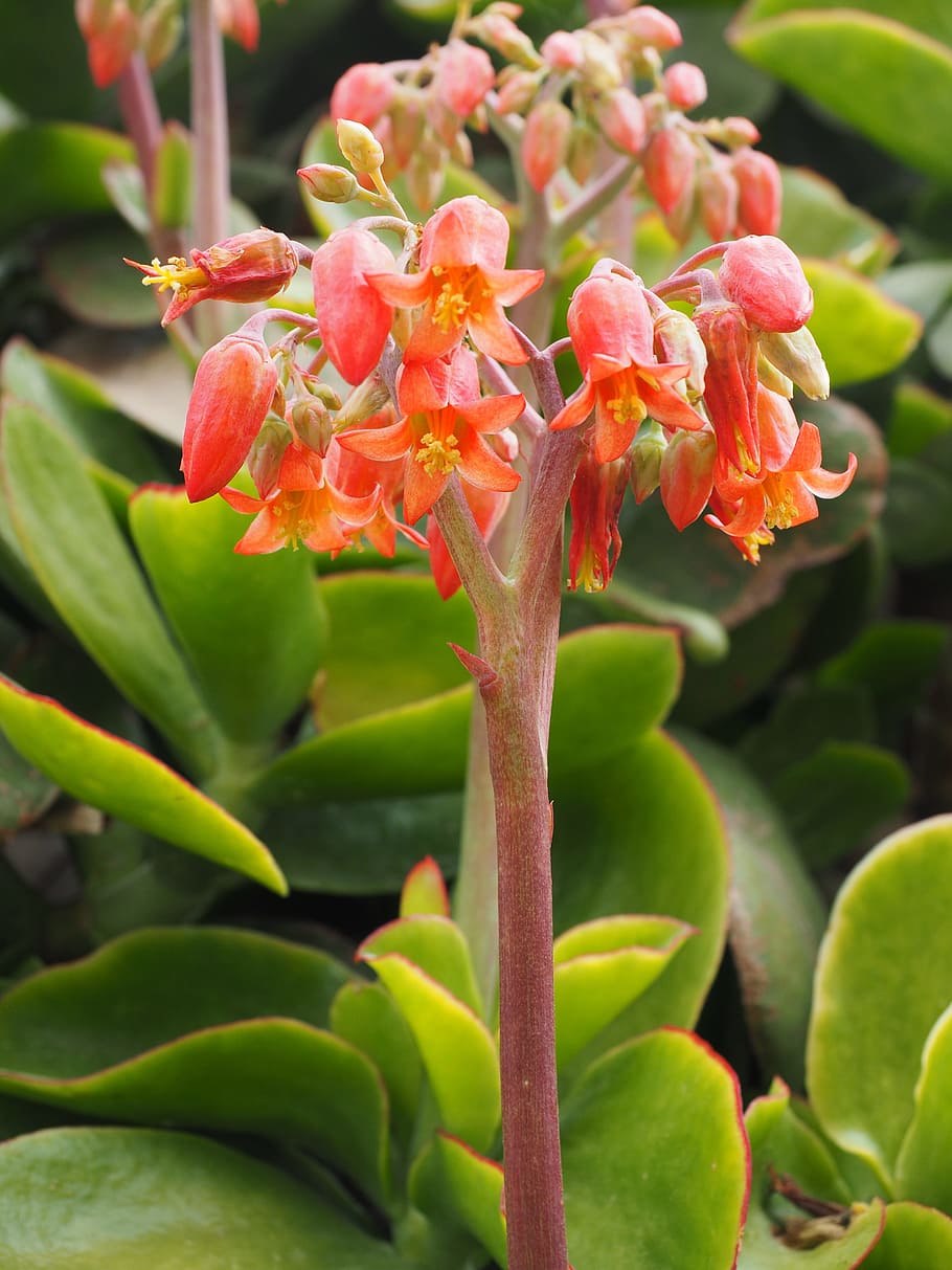Cotyledon orbiculata dinteri