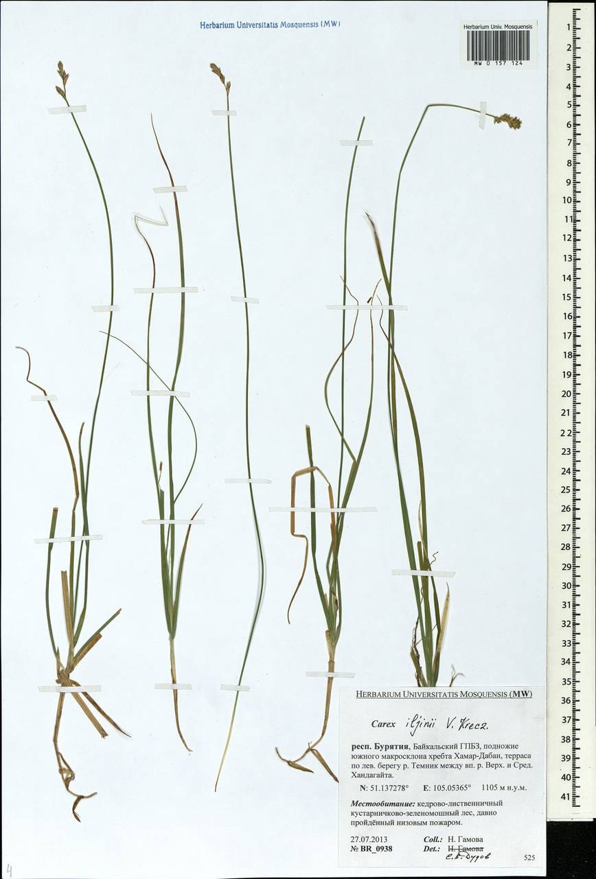 Брелок-пейджер Mongoose LS 9000d