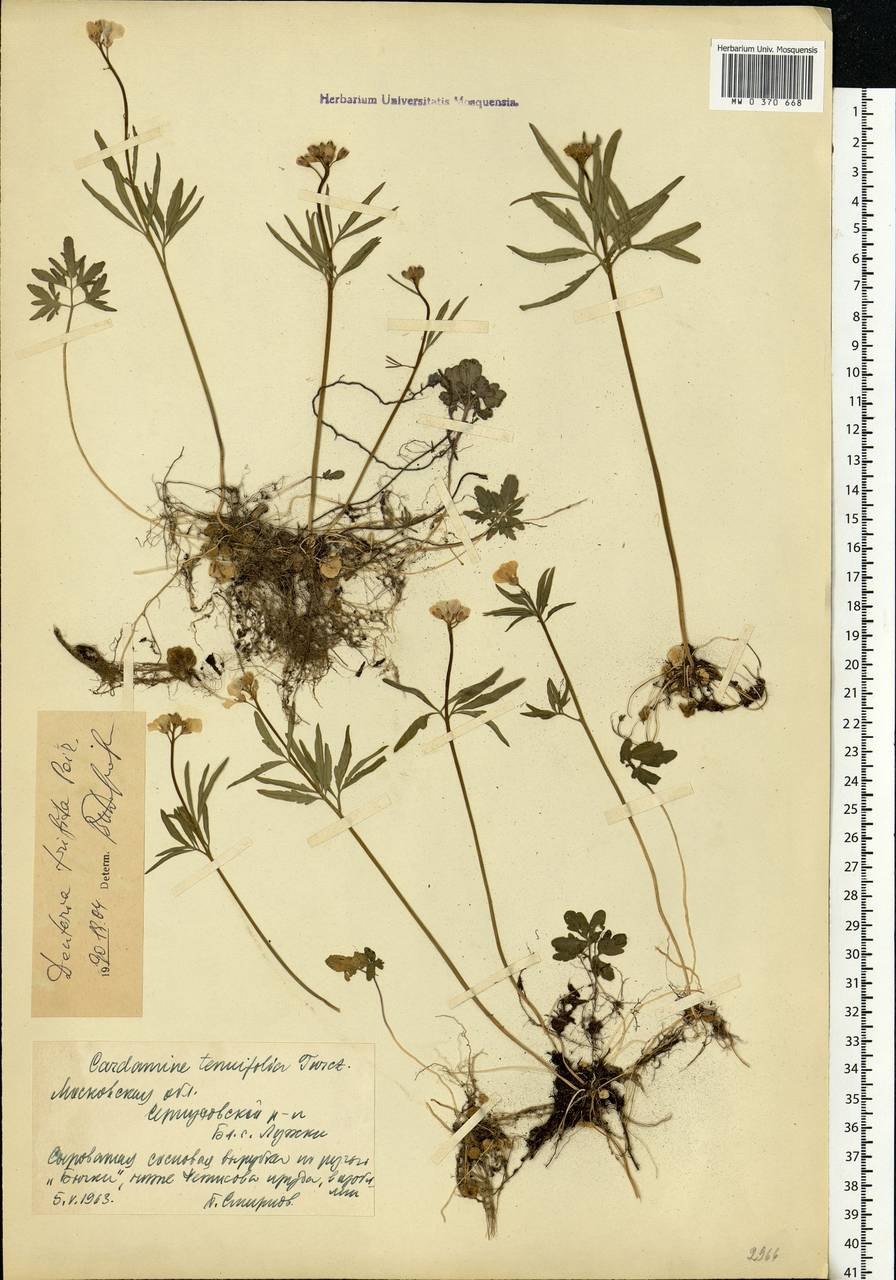 Cardamine trifida Poir.