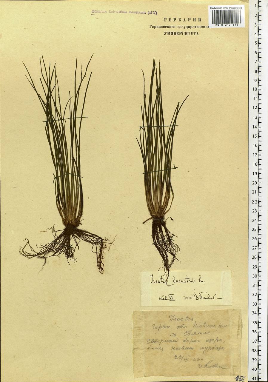 Полушник Озерный цикл развития