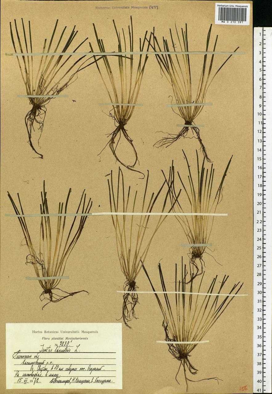 Растение полушник Озерный
