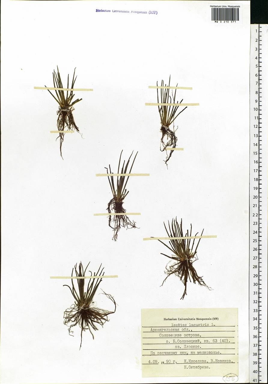 Полушник колючеспоровый Isoetes