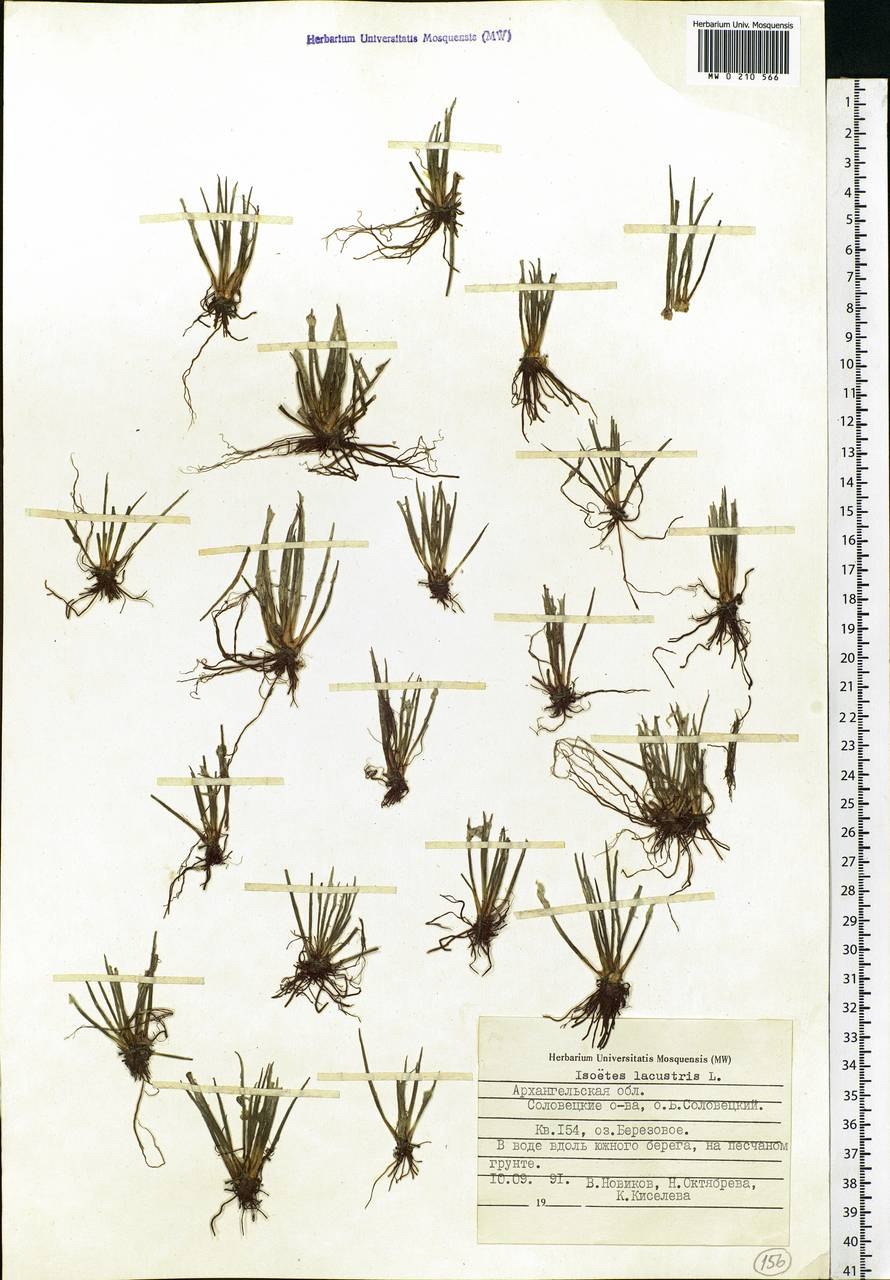 Баранец селагинелла полушник