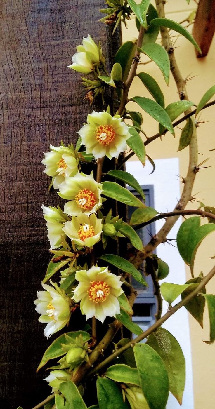 Кактус Переския