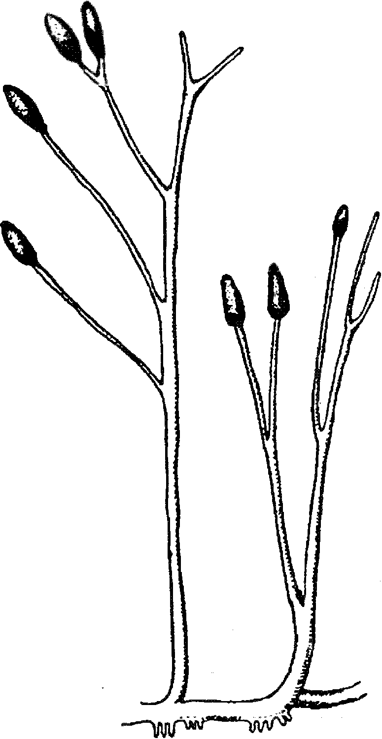 Psilophyton princeps