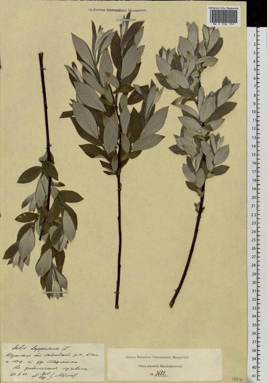 Ива лохолистная Elaeagnus