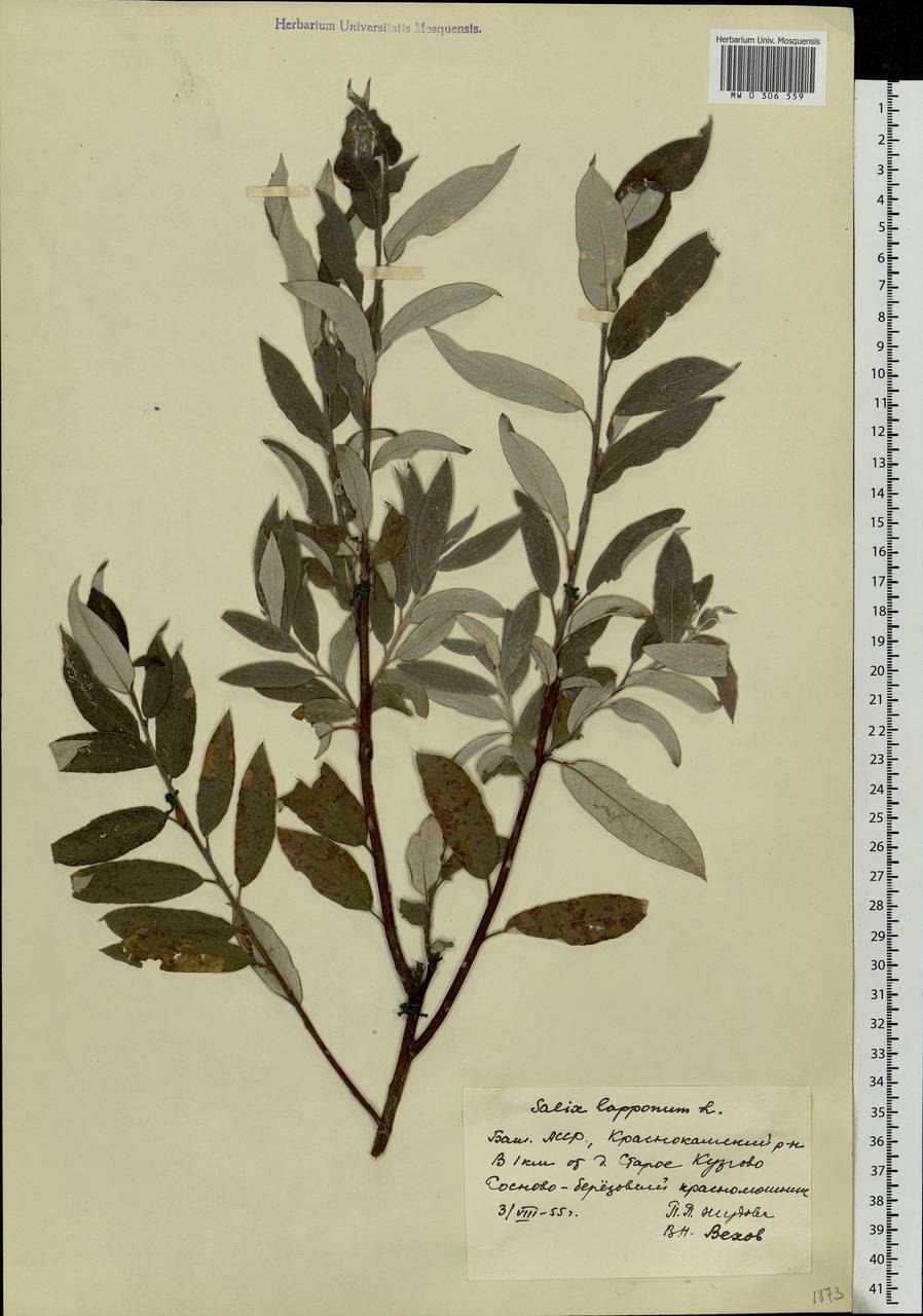 Черника на красной Поляне