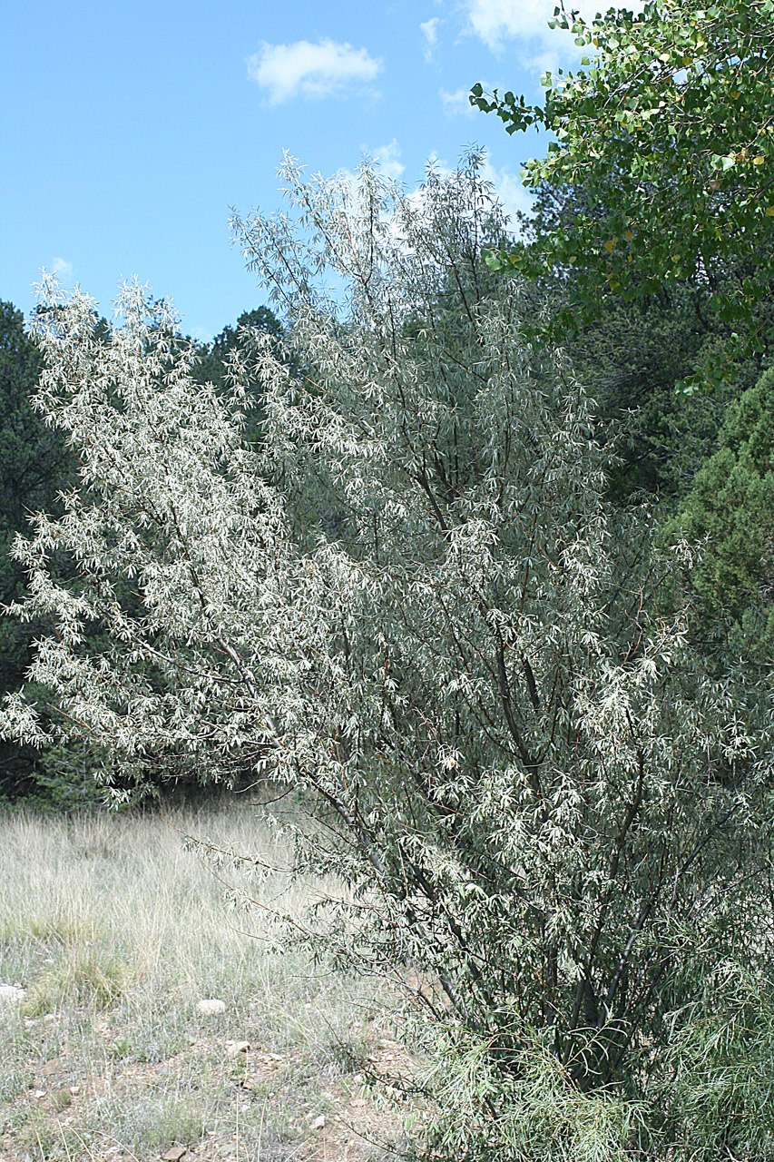 Ива лопарская