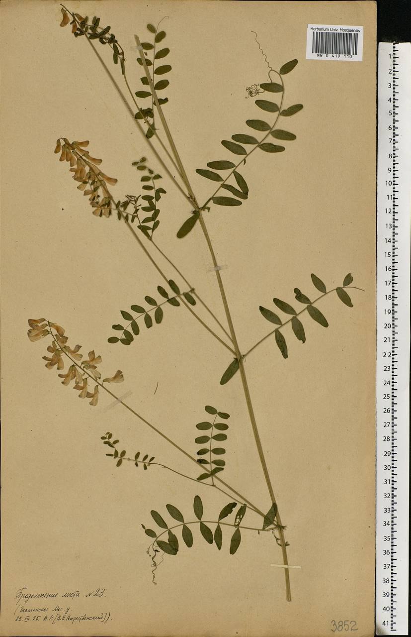 Лесные цветы Черноземья