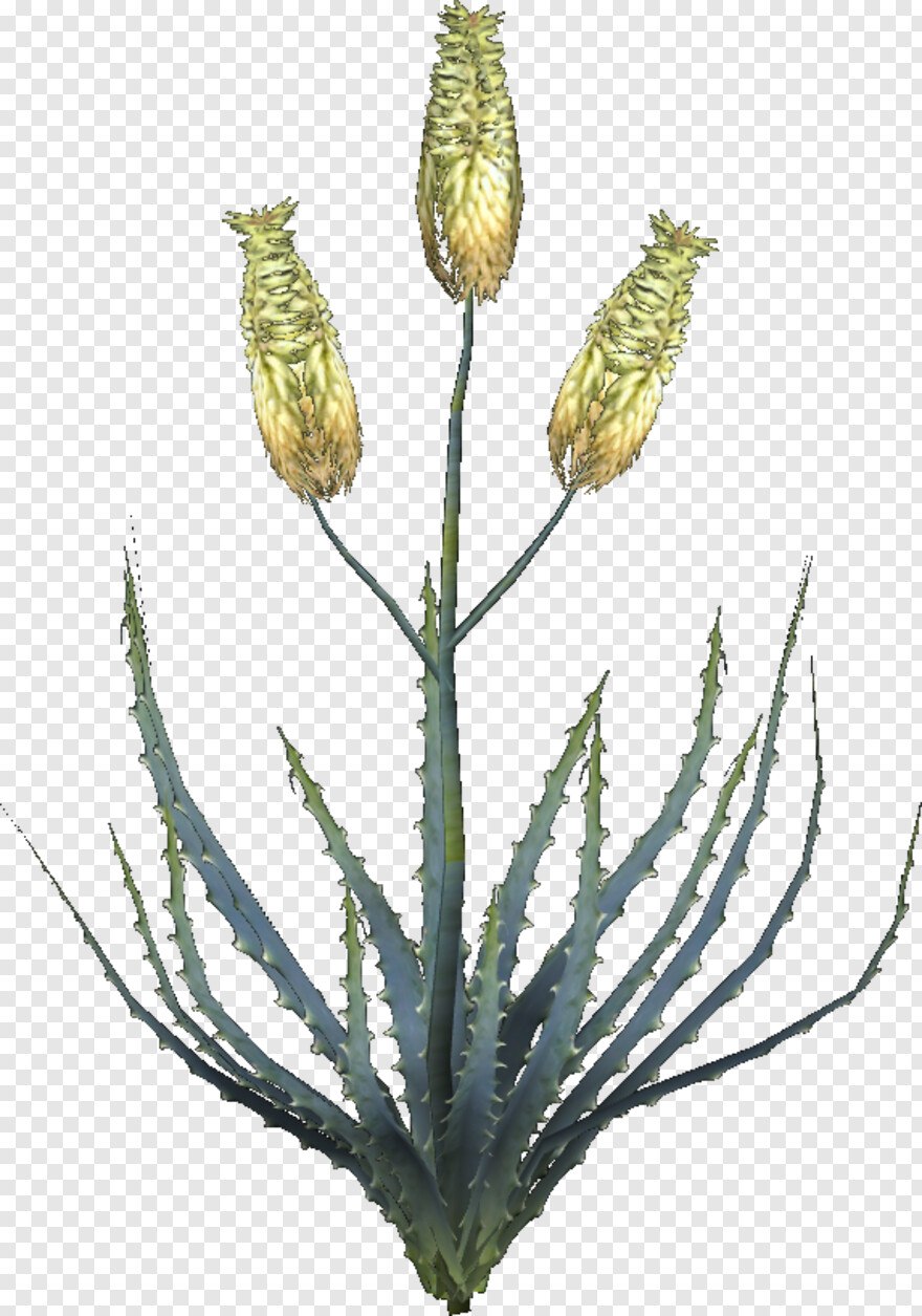 Хавортия Биг бэнд