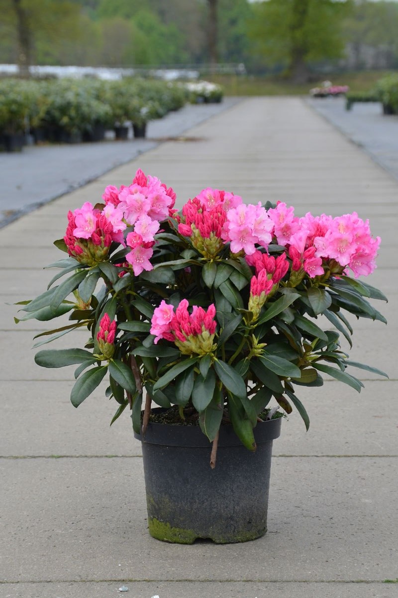 Рододендрон цветок