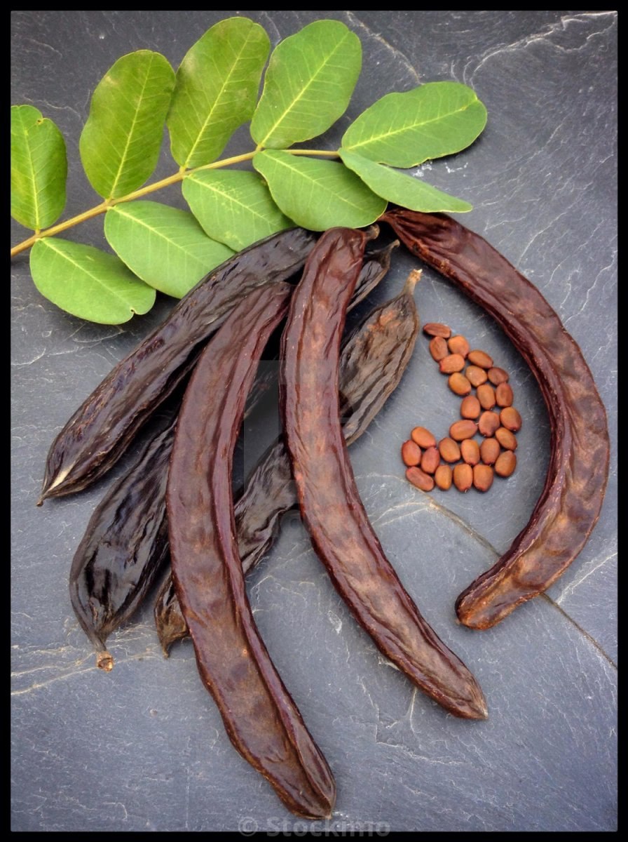 Цератония стручковая рожковое дерево