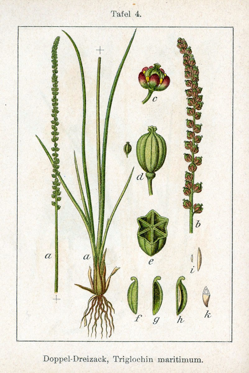 Осока обильнолистная (Carex foliosissima `Irish Green`)