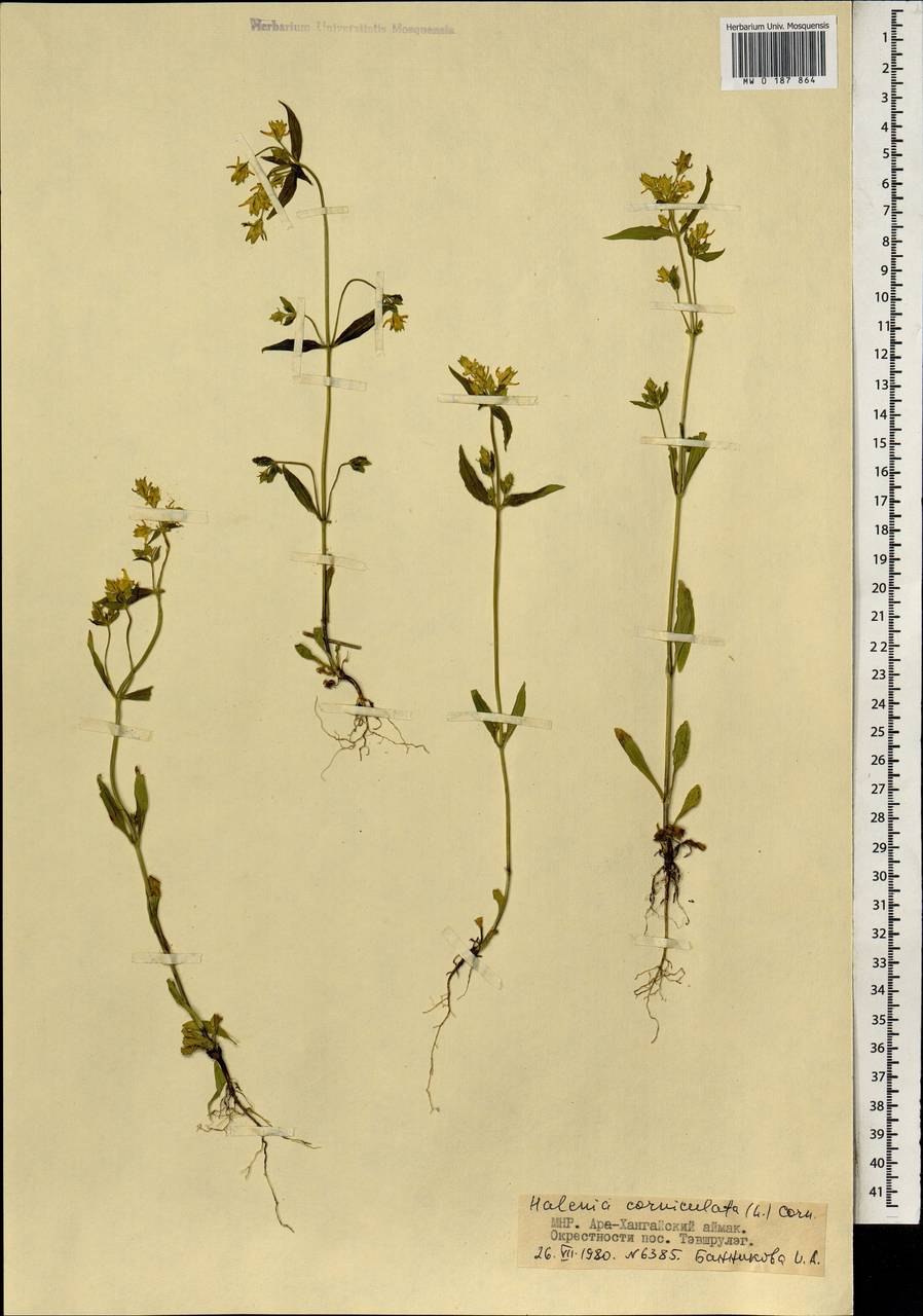 Галения рожковая