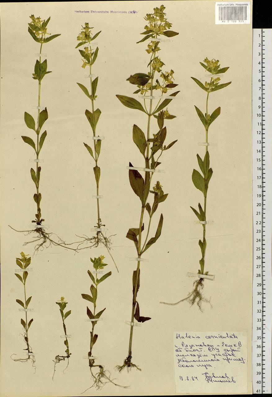 Ломатогониум каринтийский